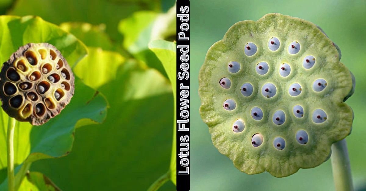 Lotus Flower Seed Pods